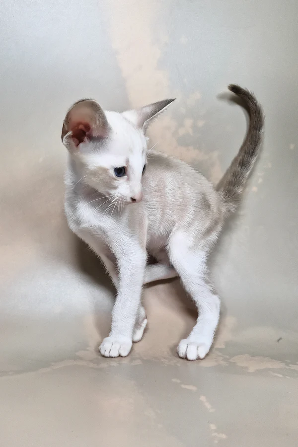 Oriental Shorthair Cat for Sale