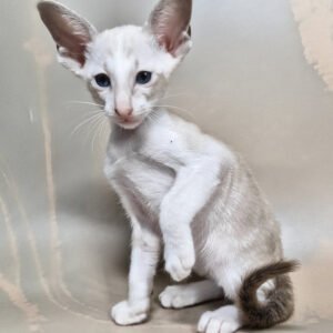 oriental shorthair cat for sale