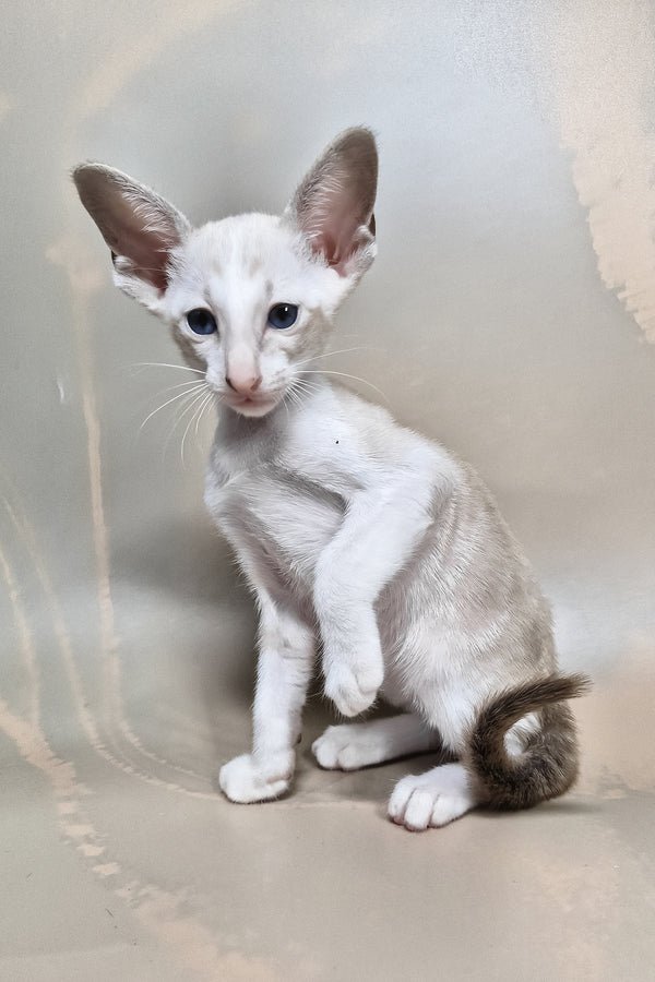 oriental shorthair cat for sale