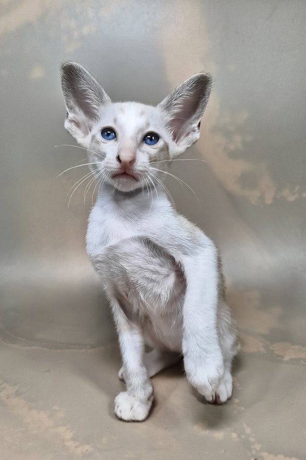 Grand - male Oriental Shorthair - Image 6