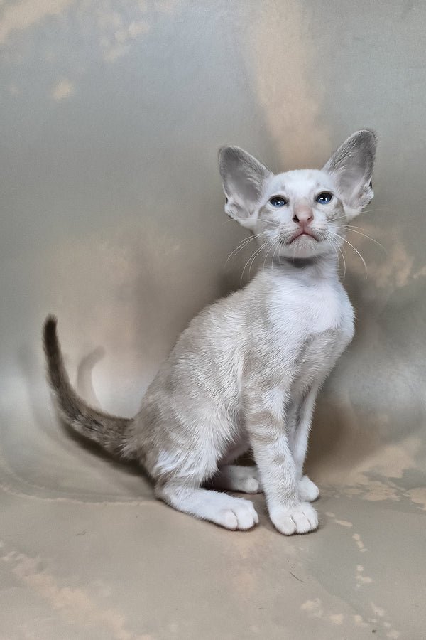 Grand - male Oriental Shorthair - Image 3