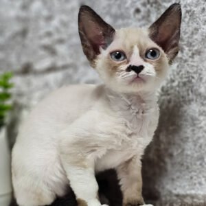devon rex for sale