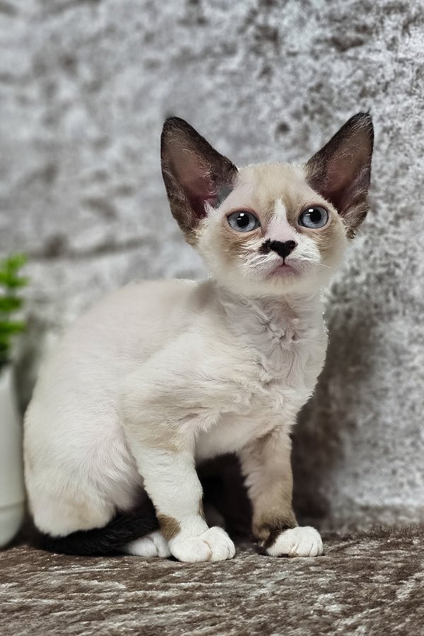 devon rex for sale