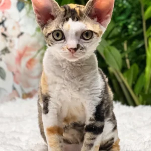 devon rex cats for sale