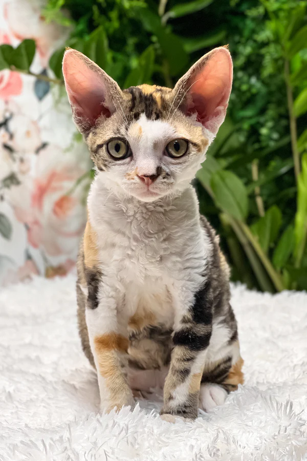 devon rex cats for sale