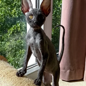 Cornish Rex Kittens for Sale