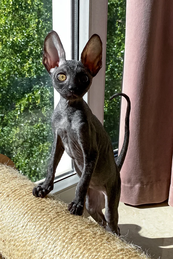 Cornish Rex Kittens for Sale