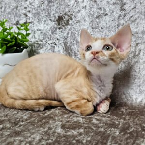 devon rex for sale uk