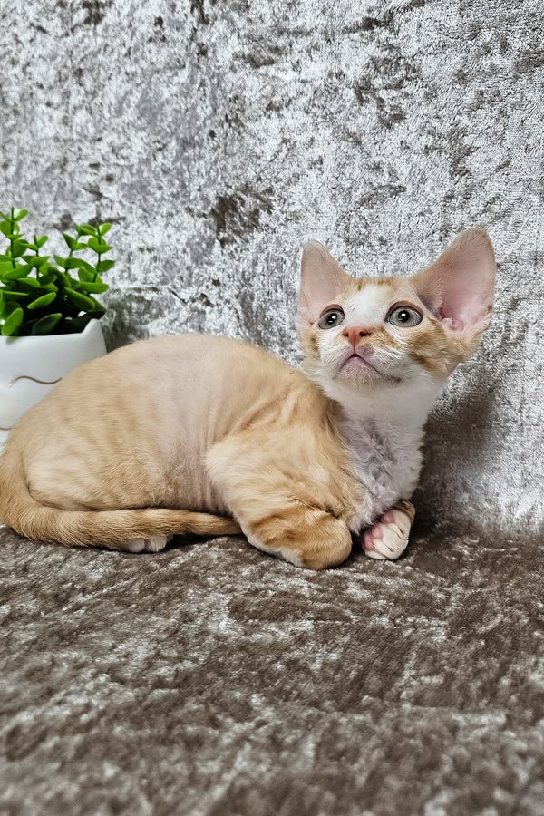 devon rex for sale uk