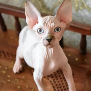 sphynx cat for sale near me