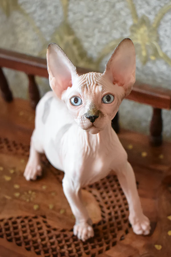 sphynx cat for sale near me
