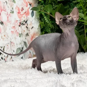 sphynx cat price uk