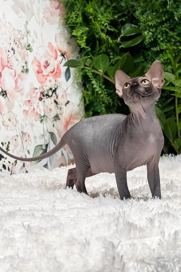 sphynx cat price uk