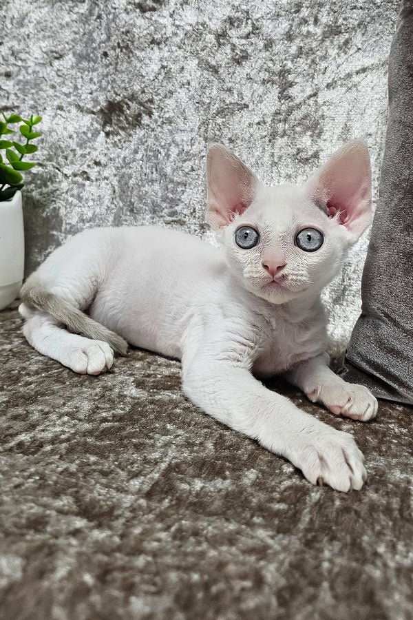 devon rex cat for sale