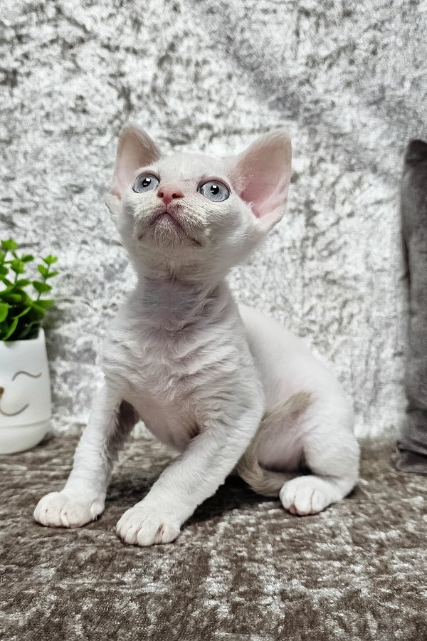 Merlin - male devon rex - Image 4