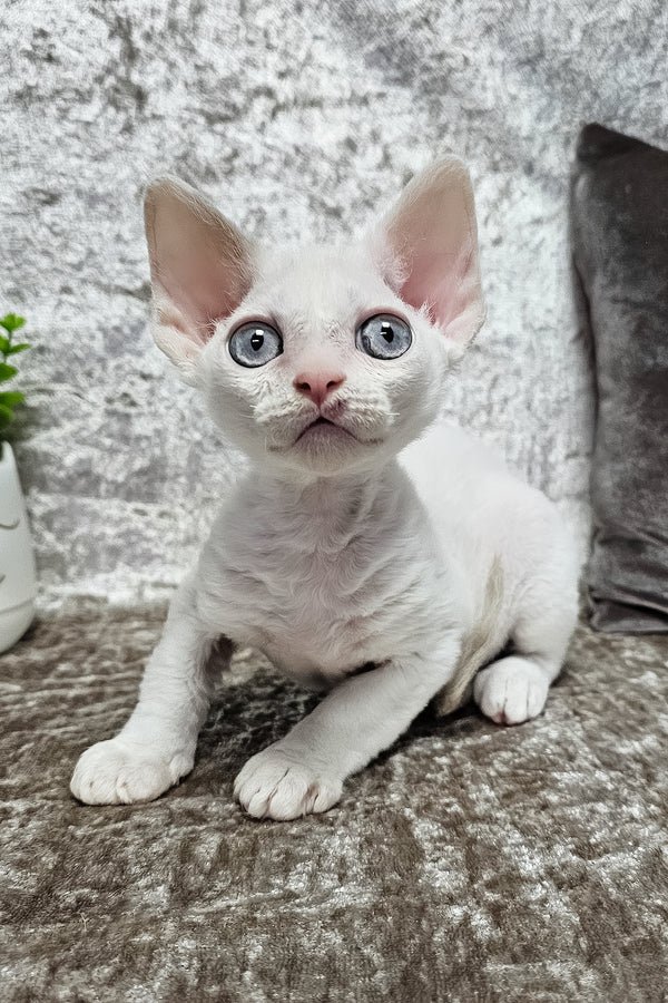 Devon Rex Cats for Sale UK