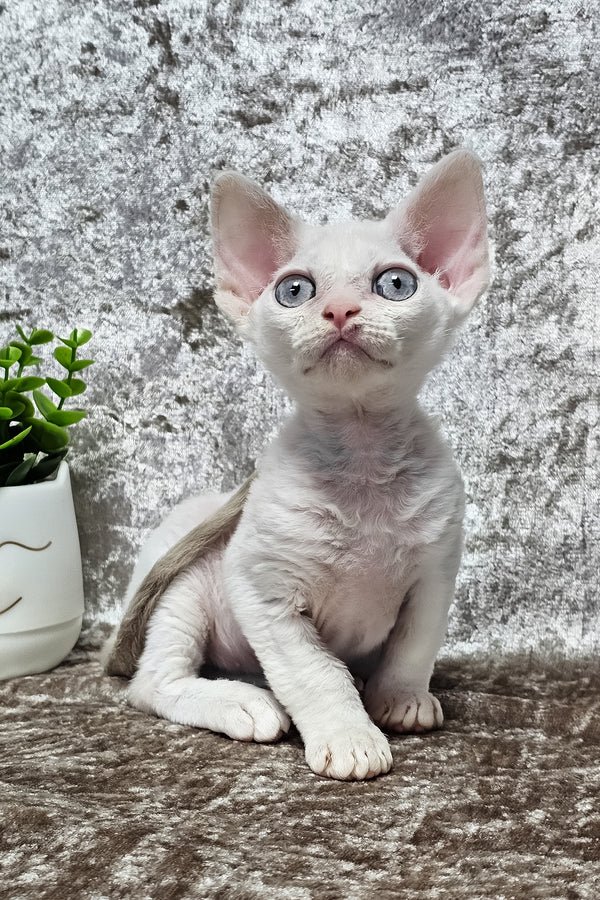 Devon Rex Cats for Sale UK