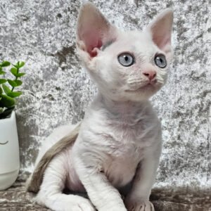 devon rex kittens for sale uk