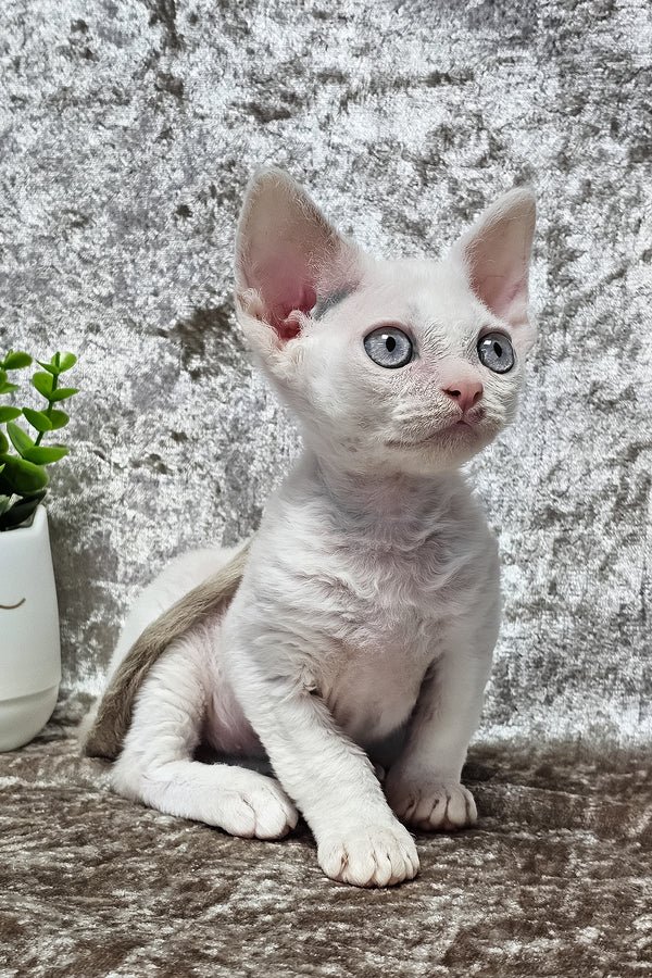 devon rex kittens for sale uk