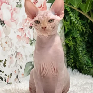 Sphynx Cat for Sale UK