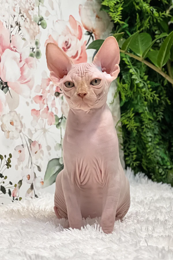 Sphynx Cat for Sale UK