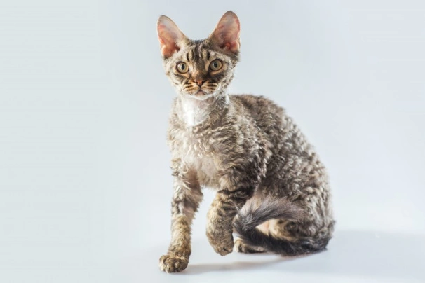 Cornish Rex