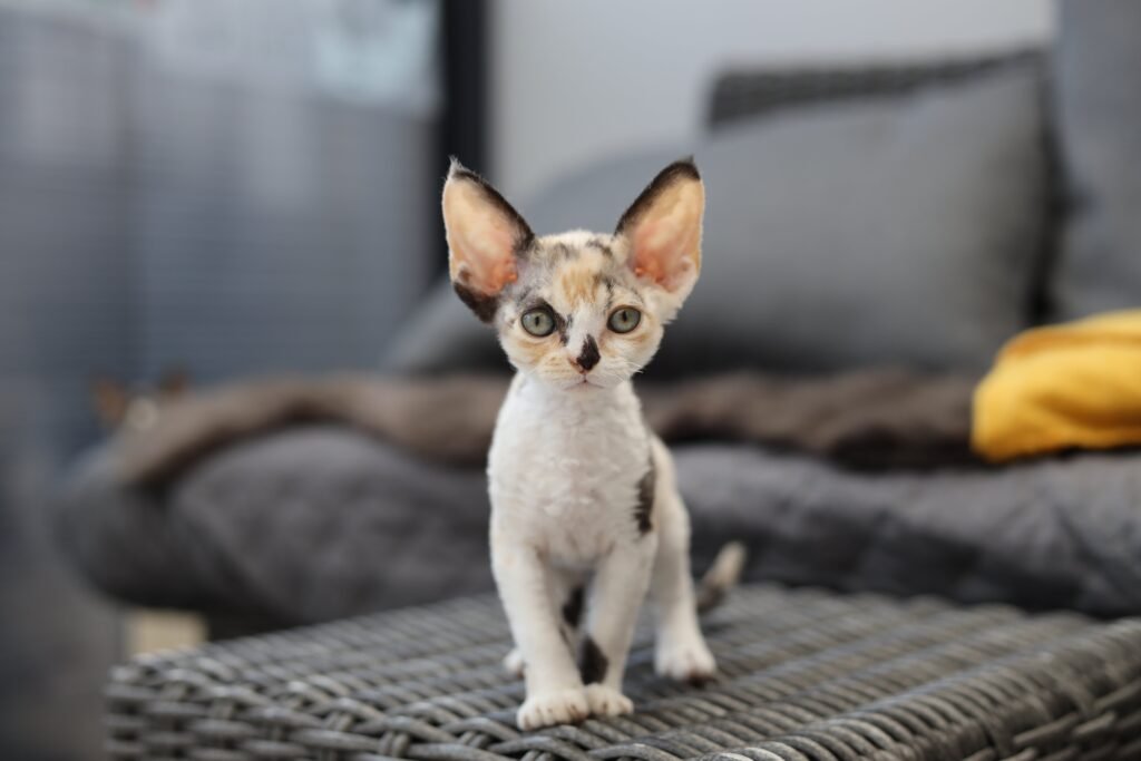 devon rex price, devon rex kittens for sale