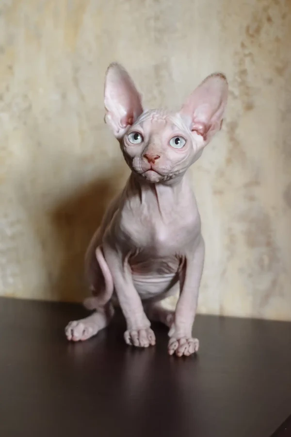 Ameliya - female Sphynx Kitten - Image 5