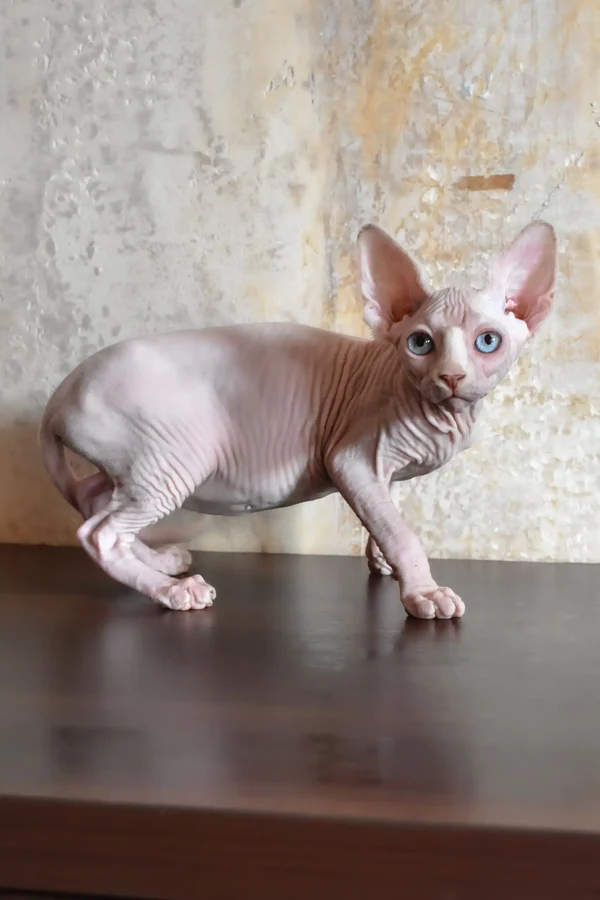 Ameliya - female Sphynx Kitten - Image 4