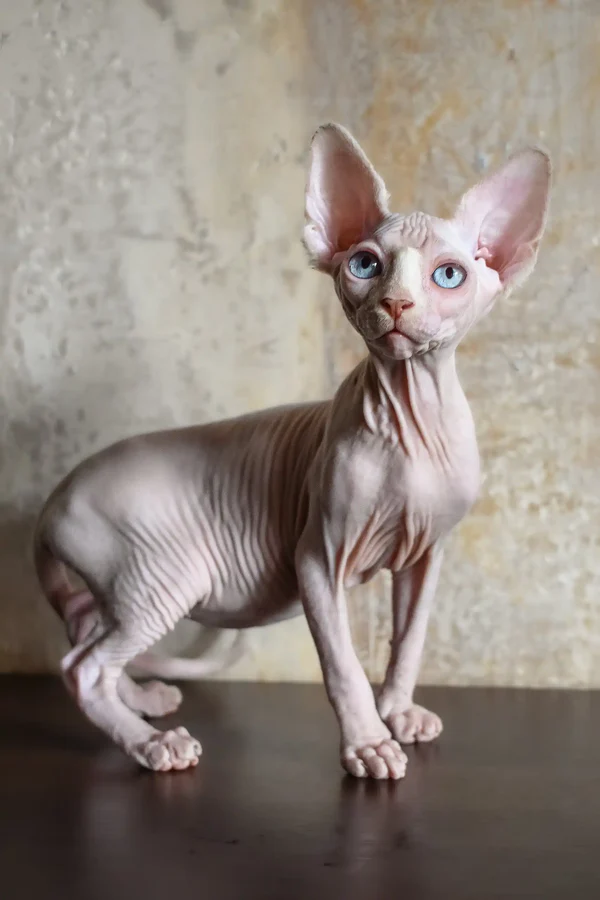 Shipping, Sphynx for Sale