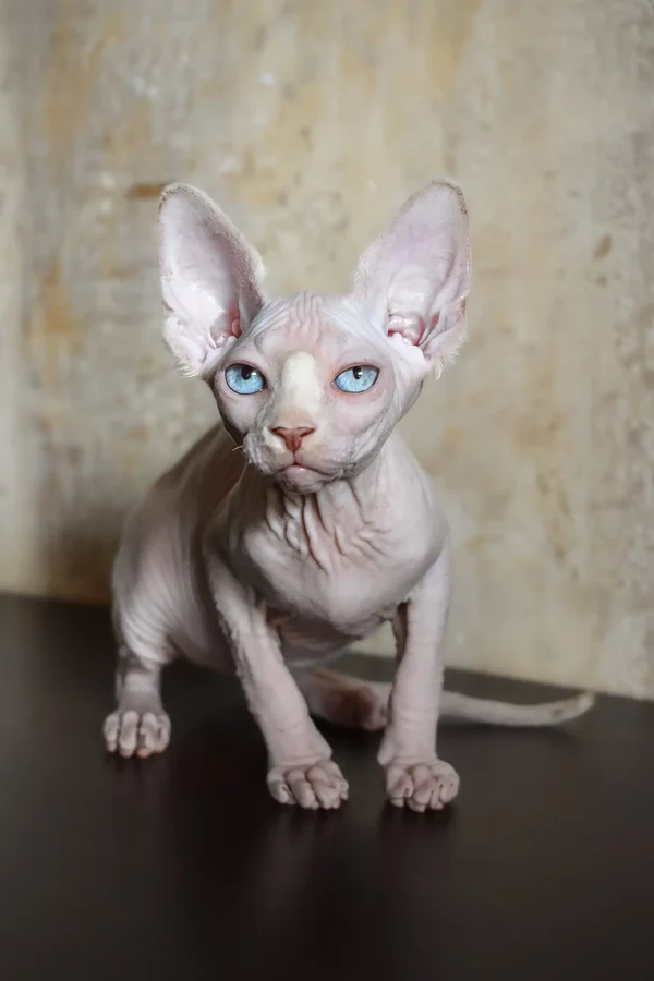 Sphynx Kittens for Sale Scotland