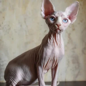 sphynx for sale