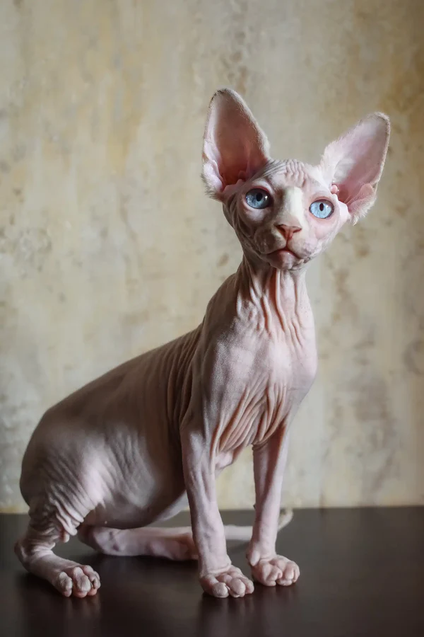 sphynx for sale