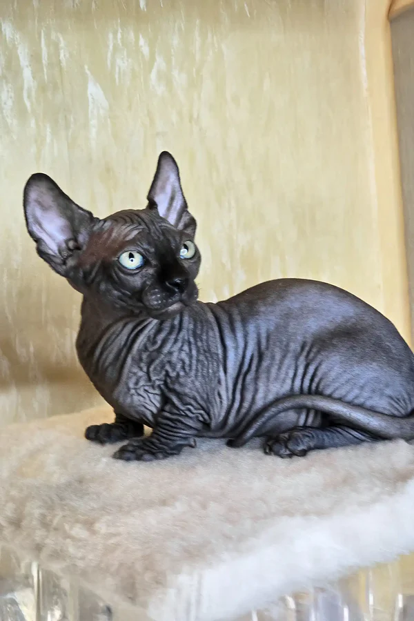 sphynx cats for sale cheap