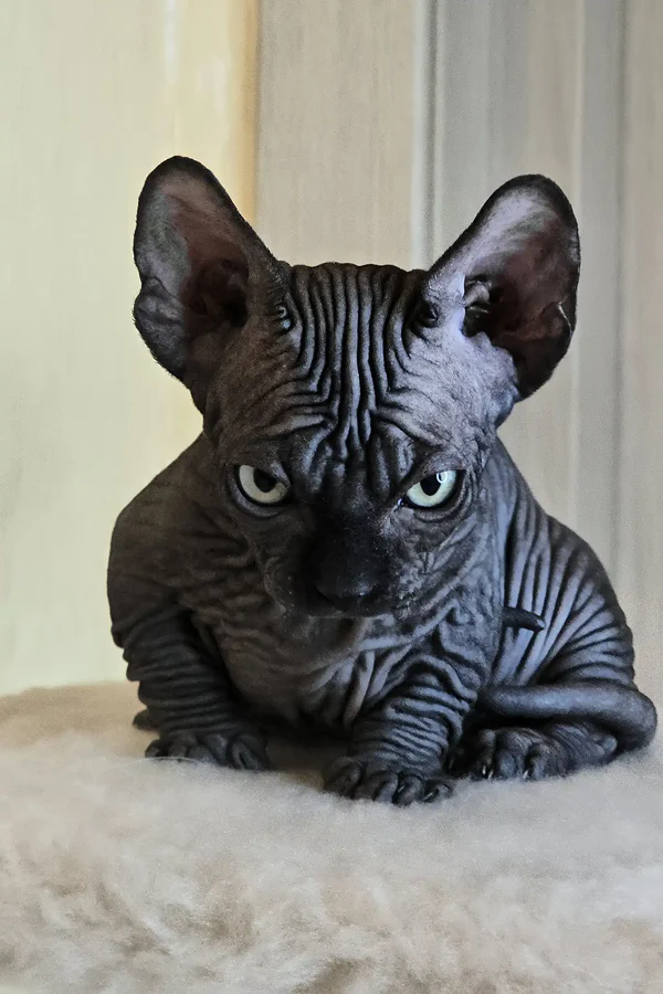 Bars - Male sphynx - Image 3