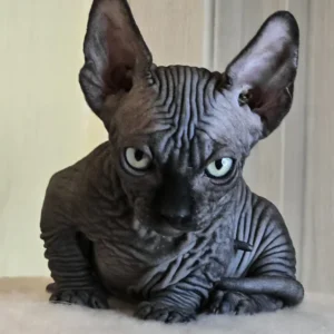 Sphynx Cats for Sale Cheap