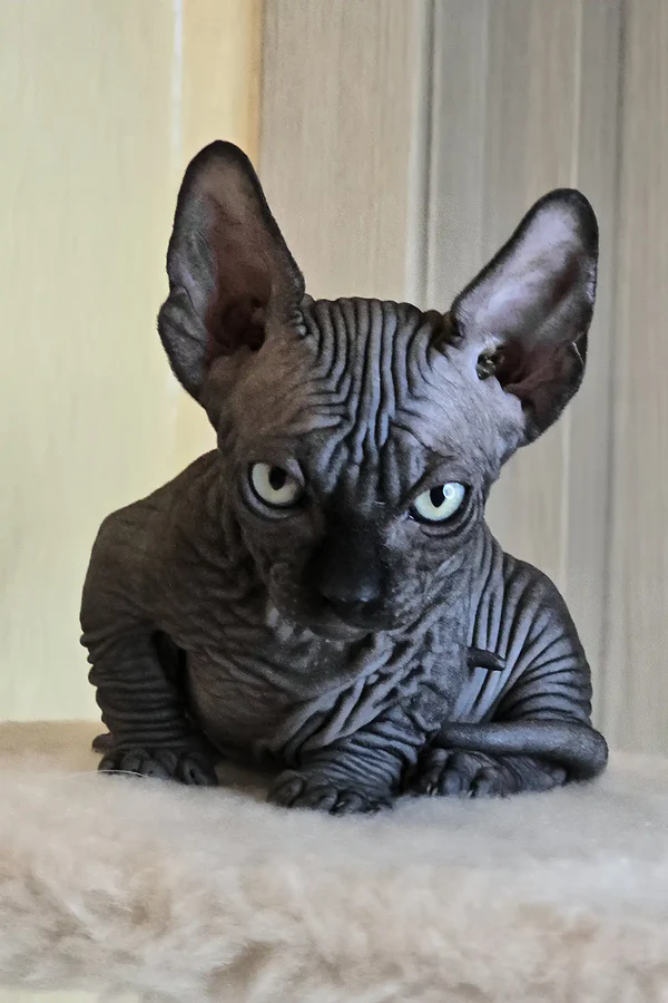 Sphynx Cats for Sale Cheap