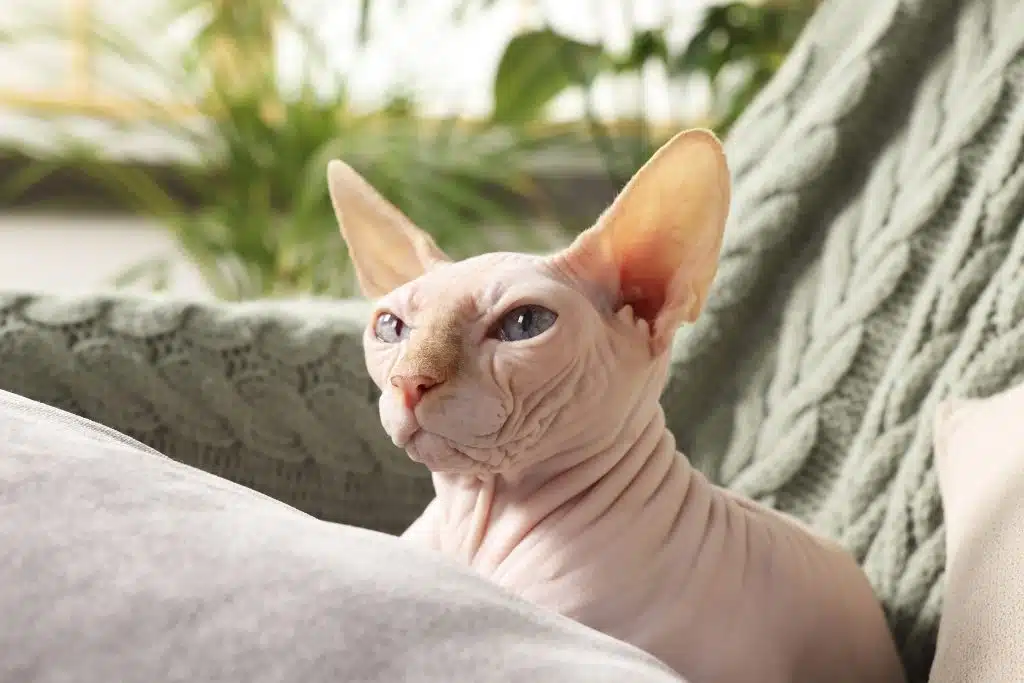sphynx cat price