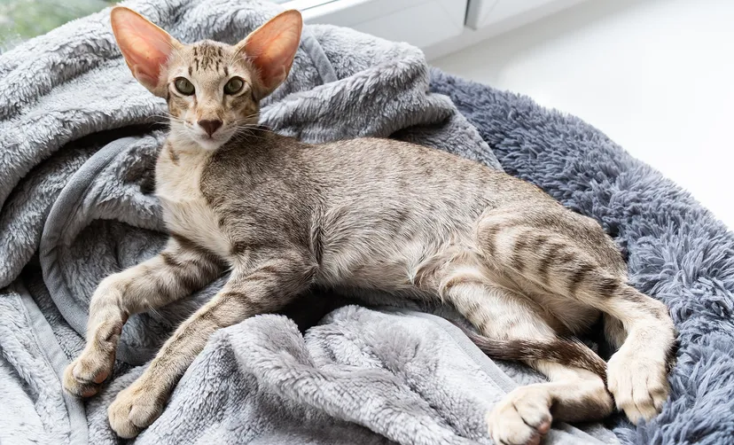 oriental shorthair cat price