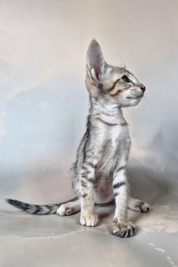 felicia-oriental-shorthair-kitten-148_600x