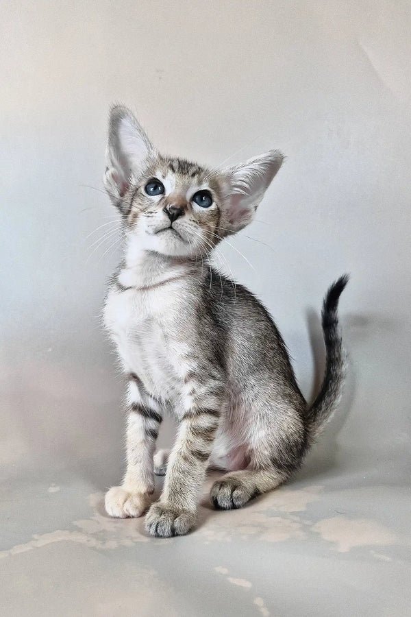 Felicia - female oriental shorthair - Image 5