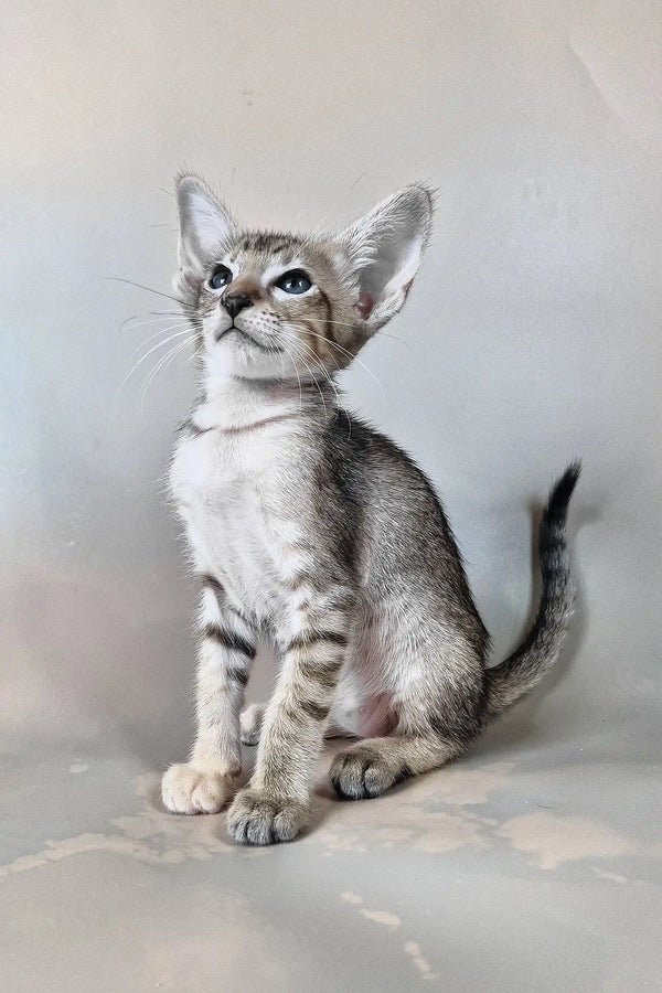 Oriental Cat for Sale