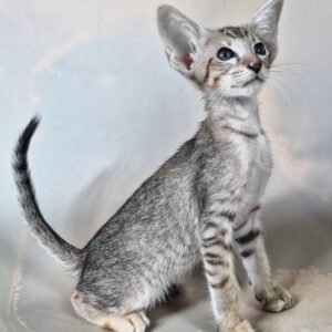 oriental cat for sale
