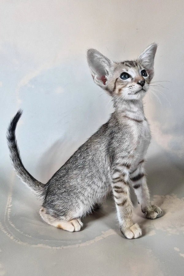 oriental cat for sale