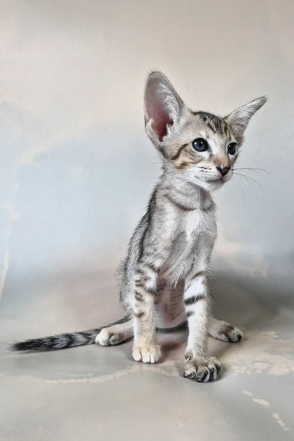 Oriental Shorthair Kittens for Sale