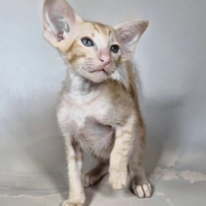 oriental shorthair for sale