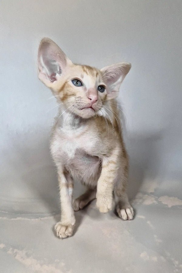 oriental shorthair for sale