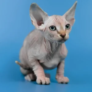 buy sphynx cat uk