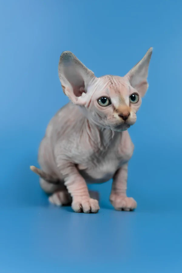 buy sphynx cat uk