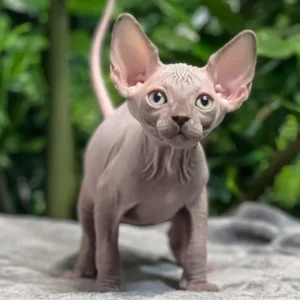 sphynx kitten for sale